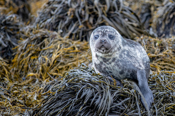 seal in the wild