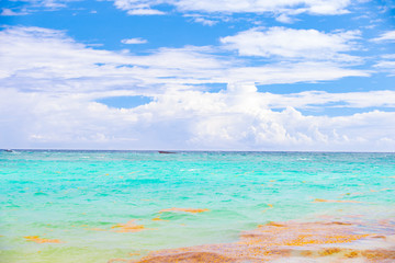 Obraz premium Sunken ship and sargassum algae in the Atlantic Ocean