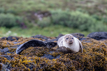 baby seal nursing on mother