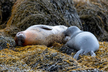seal pup nursing