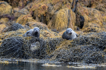 seals in the wild