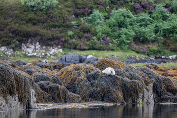 seal colony