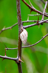 A land snail with ovate-conical shell on a thorny bush branch, natural blurred green background