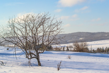Fototapeta na wymiar Apple Tree in a Winter Landscape