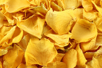Dry yellow rose petals background