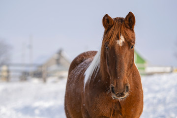 Chestnut Paint Horse Outside on Snowy Day in Quebec Canada