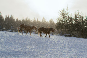 Two Horse Outside on a Snowy Day in Quebec Canada