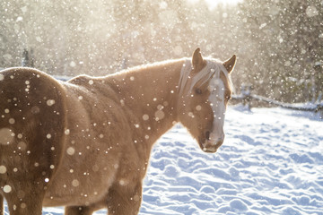 Palomino Quarter Horse Outside in the Snow in Quebec Canada