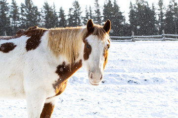 Chestnut Paint Horse Outside on a Snow Day  in Quebec Canada