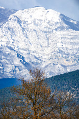 Close-up view of a tree in the foreground and beautiful snowy mountains in the background, Italy.