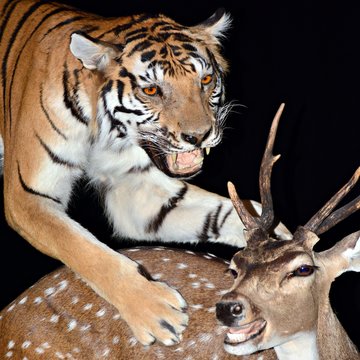 Tigre cazando