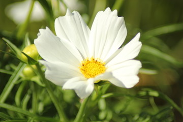 Obraz premium White flower