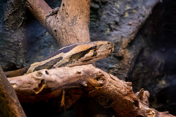 Python molure