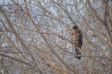 Cooper's Hawk in a Tree