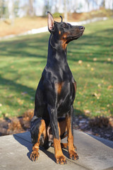 Black and tan Doberman dog with cropped ears sitting outdoors in the park in autumn