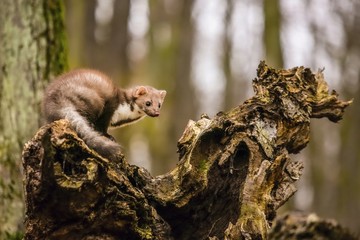 Brown colored white breasted marten, Martes foina, with fluffy fur, black eyes and pink nose...