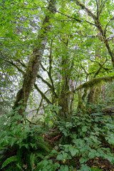 Beautiful Lush Green Organic Rainforest in Canada