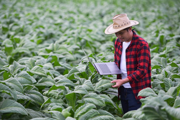 Tobacco farming using modern technology in agriculture Farmers who specialize in agriculture with digital tablet computers