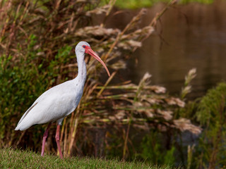 A White Ibis with its long beak strolls the edge of a lake in Central Florida