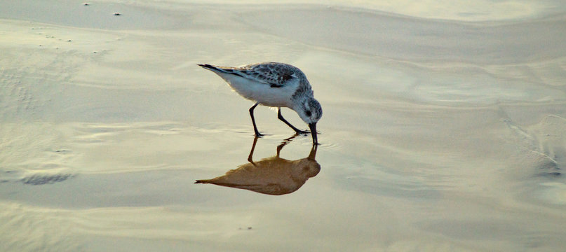 Snowy Plover Wading Bird running on beach through waves on sand, close up single bord showing white grey and black plumage