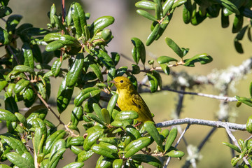 A beautiful Yellow Warbler peers out from behind the leaves of a Live Oak Tree