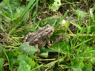 Frog sitting in the grass