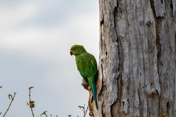 Papagei auf einem Ast