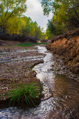 Desert creek with small stream flowing through trees; Southern Utah