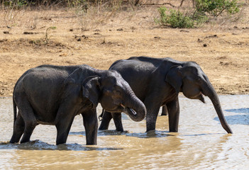 Wildlife