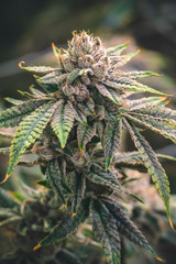 Cannabis Industry Plant Growing Buds Indoor for Local Dispensary