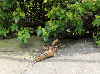 Small chipmunk looking a food