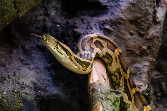 Python molure