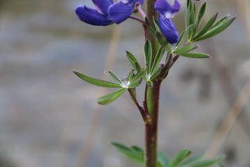 Water drop on flower