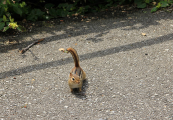 Small chipmunk looking a food