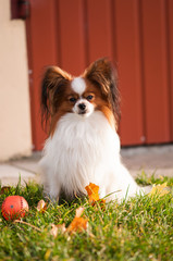 Papillon dog is having fun outside, playing with ball and running. 