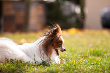 Papillon dog is having fun outside, playing with ball and running. 