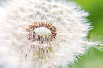 Fototapete Dandelion seeds blowing in wind in summer field background. Change growth movement and direction concept. Inspirational natural floral spring or summer garden or park. Ecology nature landscape © Юлия Завалишина