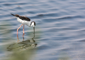 Black Necked Stilt Bird with Reflection