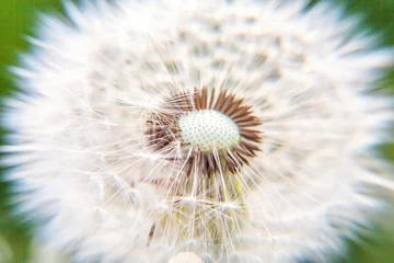 Foto op Aluminium Dandelion seeds blowing in wind in summer field background. Change growth movement and direction concept. Inspirational natural floral spring or summer garden or park. Ecology nature landscape © Юлия Завалишина