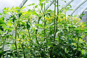 Naklejka premium Bushes of tomatoes growing in conservatory