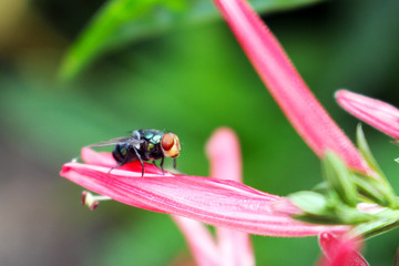 Close-up View of Housefly Perching on Pink Flower Petal
