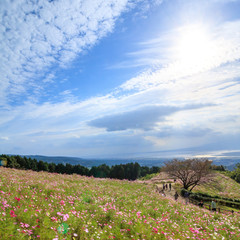 コスモス畑　秋イメージ