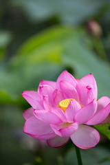 Fototapeta premium 蓮の花