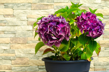 Purple hydrangea on background of stone decorative