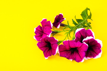 Branch of flowering petunia with purple flowers