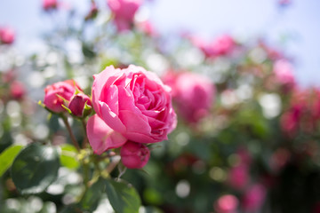 バラの花