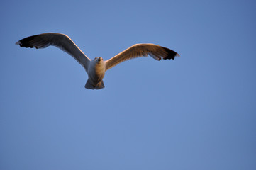 Freedom