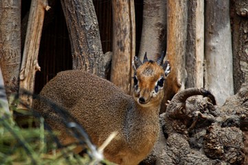 Small antelope © Maciej