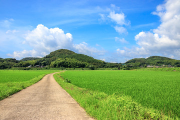 Fototapeta premium 水田と田舎道