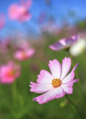 Obraz premium 秋のコスモス畑